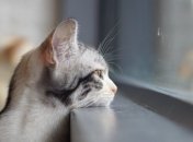 Австралийцев начнут штрафовать за прогулки их котов по улице: в чем причина
