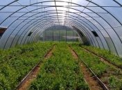 Ученые создали новые инсектицидные белки для уничтожения насекомых-вредителей