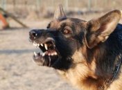 В Одесской области 6-летнюю девочку изувечили уличные собаки