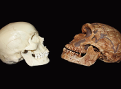 Череп homo sapiens и череп неандертальца