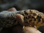 Занимательно: животные с необычными способностями, о каких человек может только мечтать (Фото)