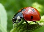 Одесские пляжи усеяны тельцами миллионов божьих коровок (фото, видео)