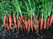 Моркви буде багато, якщо садити її насіння у правильні дні