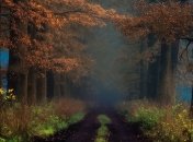 Зеленая тишина таинственных лесов: первые лучи солнца в пейзажах от известных фотографов (Фото)