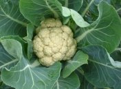 Цветная капуста - вкусный и полезный овощ