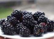 Самый простой рецепт варенья из ежевики на зиму