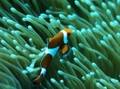 Канадские ученые научились добывать электроэнергию из водорослей