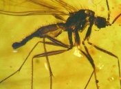 В янтаре Китая нашли прибалтийских насекомых