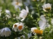 9 квітня 2020 - прикмети, іменинники, церковний календар