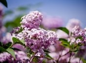 У Києві цвіте бузок