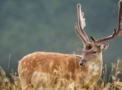 Ученые объяснили сходство оленей с назгулами