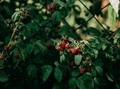 Антидепрессант, омолаживающее средство и многое другое: как можно применить листья малины