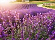 Лаванда любит тепло