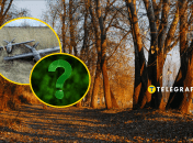 В осінньому лісі все ще можна зустріти комах