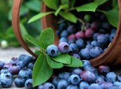 21 июля 2015, примета дня. Наши черничные ночи