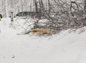 В Черновицкой области 16 сел уже неделю отрезаны от мира 