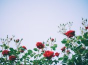 Какая роза всегда в цвету, не болеет и не страдает от насекомых?