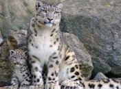 Снежный барс, у которого удивительная расцветка шерсти (Фото) 