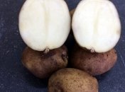 От сорта напрямую зависит количество урожая