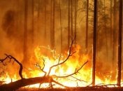 Площадь лесных пожаров в России не уменьшается