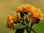 Розы, словно изысканные королевы, нуждаются в заботе. И весна – лучшее время, чтобы подарить им необходимые питательные вещества для обильного цветения.