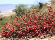 Кущі ягід на схилах Куяльника