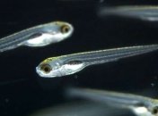 Ученые обнаружили парадоксальный сон у рыб