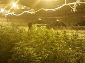 Правоохранители разоблачили аграриев "элитной" конопли
