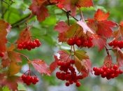 Погода на 7 ноября: будет сухо и пасмурно