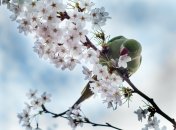 Черемуха дала цвет 7 мая - к холодам