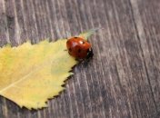 В Германии "проснулись" миллионы божьих коровок 