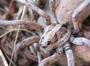 Немецких туристов задержали на границе с 200 тарантулами