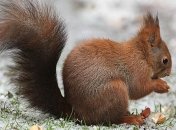 В Украину идут дожди и мокрый снег