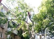 Не було ні вітру, ні дощу: в Харкові величезний клен впав на п'ятиповерхівку, пошкодивши балкони і вікна (фото, відео)