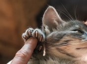 Оказывается, что царапины любимого пушистика — не такие безобидные, как казалось