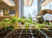 Эти хитрости заставят рассаду расти вдвое быстрее