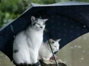 Синоптик рассказала, когда в Украине снова потеплеет