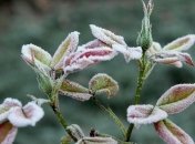 Вдень тепло, вночі - мороз: прогноз погоди на тиждень