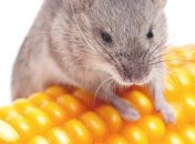 Французские ученые доказали связь между раком и ГМО