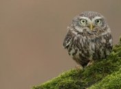 Обнаружен новый вид сов