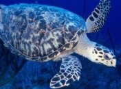 Гигантская черепаха бисса отложила яйца в клинике США 