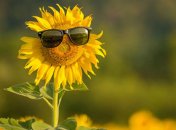 Июль 2021 вошел в ТОП-3 самых жарких за всю историю наблюдений 