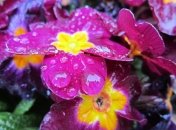 Синоптики озвучили прогноз погоды в Украине на первую неделю апреля