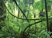 Ученые нашли останки вероятных предков млекопитающих