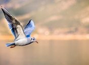 Все раньше и раньше: весенняя миграция птиц изменилась из-за климата