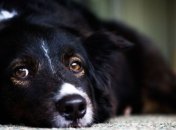 Случайный прохожий спас пса, сделав ему искусственное дыхание