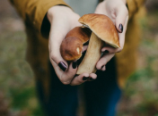 За грибами с ребенком: как научить детей отличать съедобные грибы от несъедобных