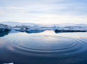 Арктика становится опасным регионом для гнездования птиц