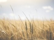 Украина - пятый мировой экспортер агропродукции в ЕС: отчет Еврокомиссии