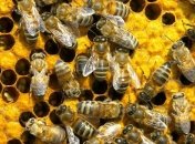 Пчелы в ЮАР напали на школу, пострадало более 60 детей